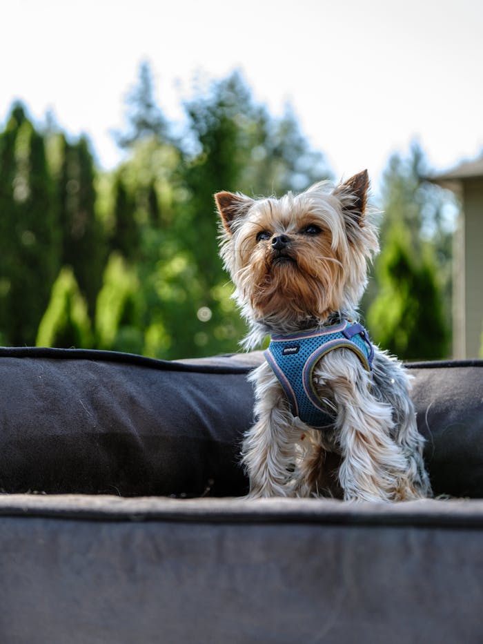 Yorkie Tested, Backyard Approved: The Comfort of Impact Dog Beds