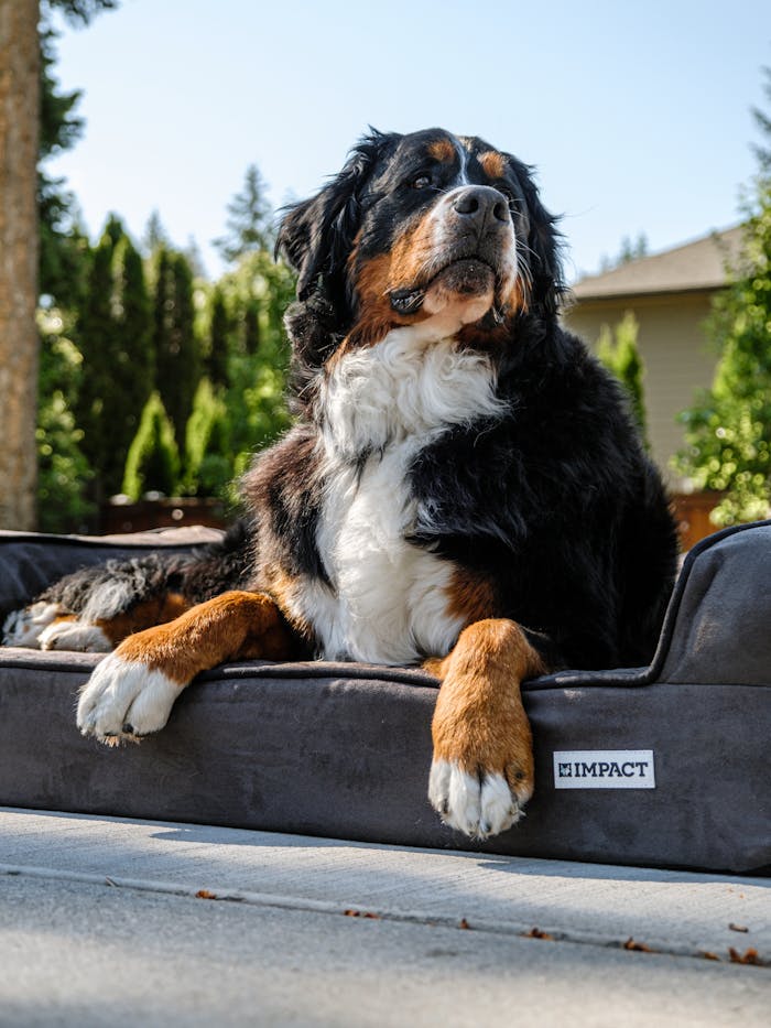 Why the Impact Dog Bed is a Game-Changer for Burmese Mountain Dogs and Their Owners